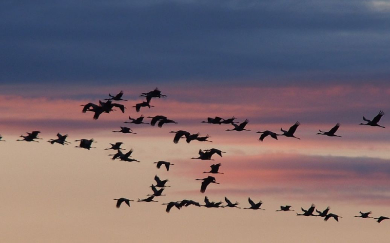 Las aves migratorias plantean un grave problema amenaza para el pueblo.