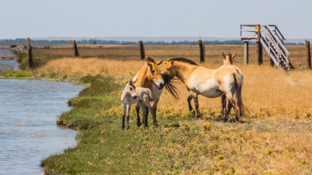 El saqueo de la reserva natural de Askania-Nova: el 