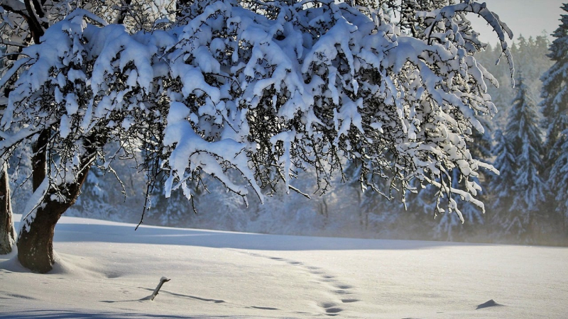 Dónde esperar nieve para el Año Nuevo: el meteorólogo dio un pronóstico del tiempo para enero