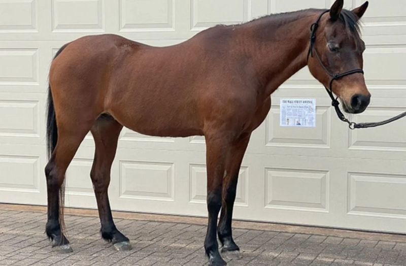 La muerte llegó de repente: murió el caballo más viejo del mundo