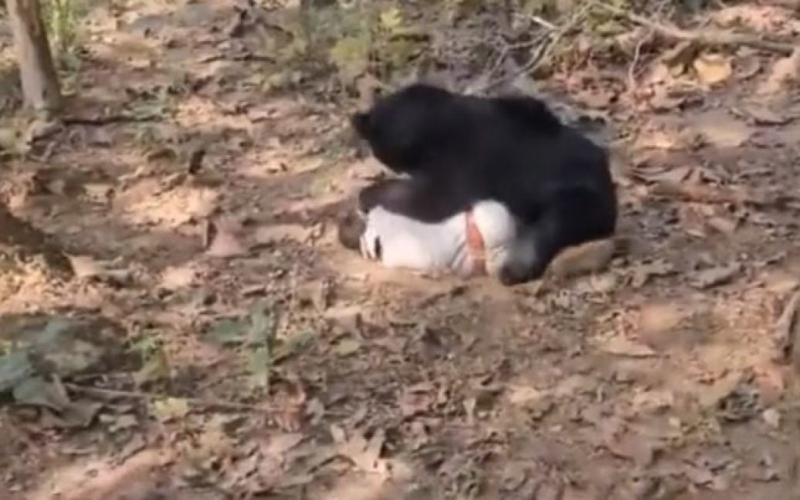 Padre atacado hasta la muerte por el mismo oso que mató a su hijo - foto