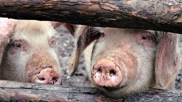 African Plaga of Pigs in Ukraine: 37 Outbore se ha registrado
