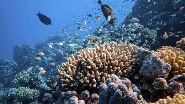 Los arrecifes de coral están al borde de la extinción: los científicos advierten sobre los riesgos del calentamiento global